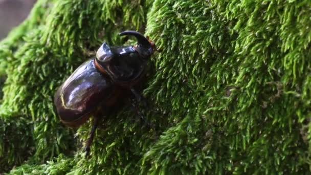 Rhinoceros Beetle Oryctes Nasicornis Muskus Coleoptera — Stockvideo
