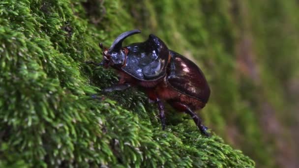 Rhinoceros Beetle Oryctes Nasicornis Muskus Coleoptera — Stockvideo