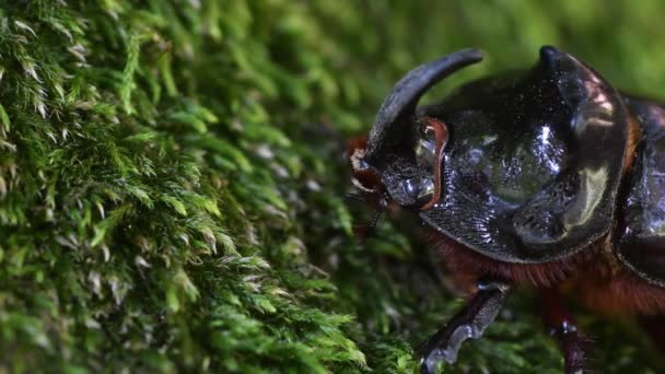 Besouro Rinoceronte Oryctes Nasicornis Almíscar Coleoptera — Vídeo de Stock