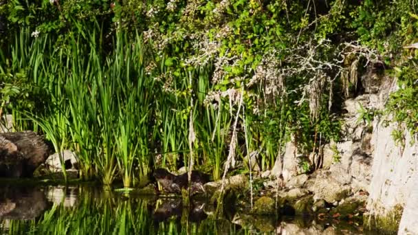 Lontras Pântano Pembrokeshire National Park Reino Unido — Vídeo de Stock