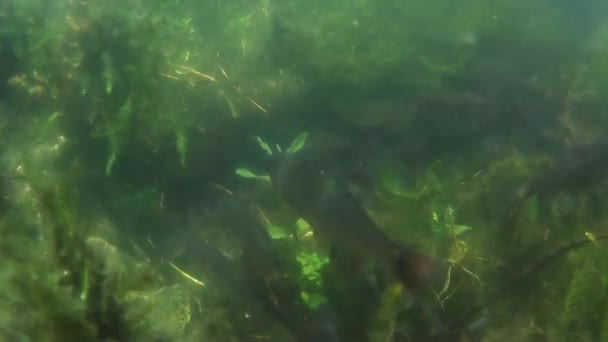 Fish Clear Pond Water — Stock Video