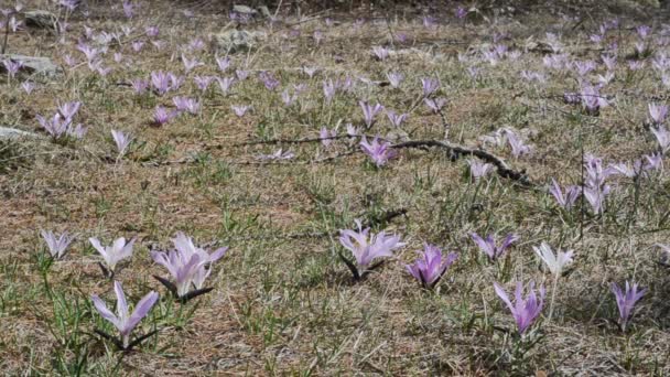 Krokus Čeledi Iridaceae Crocus Sativus Písty Květiny Tyčinky Cogne Národní — Stock video