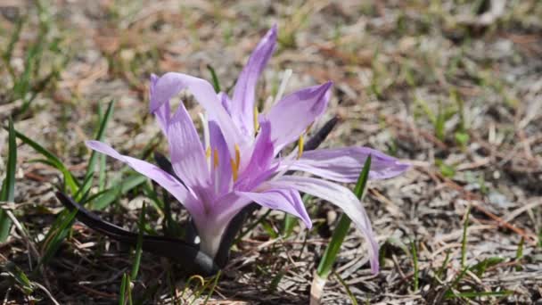 Krokus Čeledi Iridaceae Crocus Sativus Písty Květiny Tyčinky Cogne Národní — Stock video