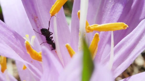 Fourmi Sur Crocus Sativus Pistils — Video