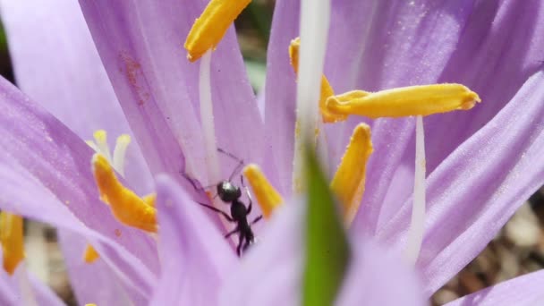 Fourmi Sur Crocus Sativus Pistils — Video