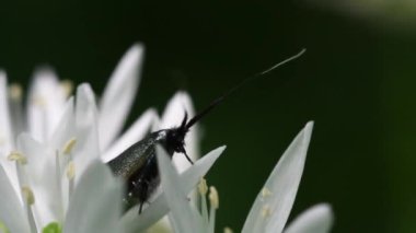 Beyaz çiçekteki böceğe yaklaş 