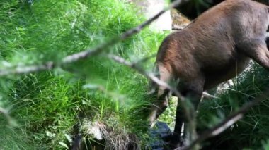 Rupicapra rupicapra, chamois, gıda, yiyecek arama, Bahar, Gran Paradiso milli parkı, Ceresole Reale, Valle d'Aosta, İtalya,