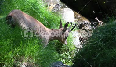 Rupicapra rupicapra, chamois, gıda, yiyecek arama, Bahar,