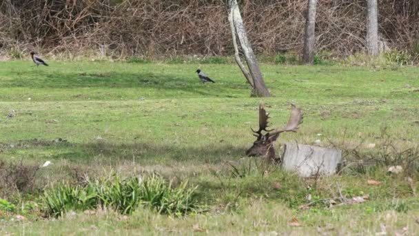 Fallow Deer Crows Dama Dama Corvus Corone Cornix Tuscany Italy — стоковое видео