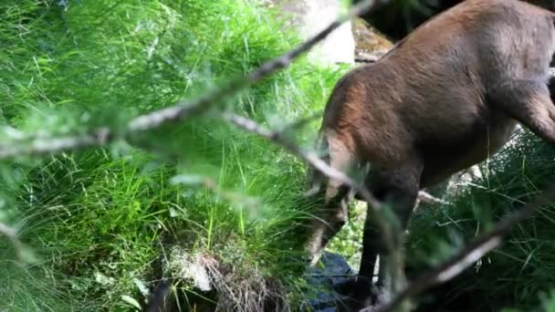 Rupicapra Rupicapra Kamzík Jídlo Hledání Potravin Jaro Národní Park Gran — Stock video