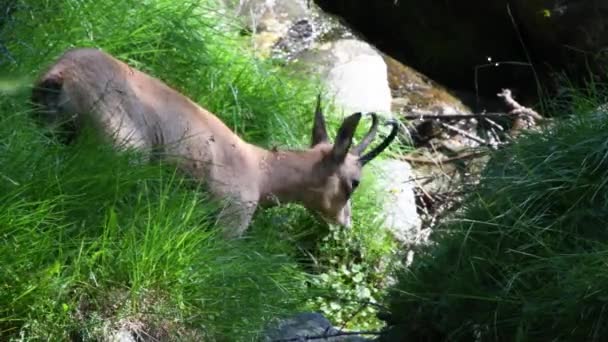 Rupicapra Rupicapra Gämse Nahrungssuche Frühling — Stockvideo