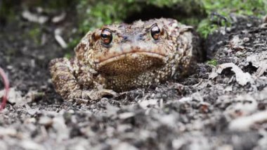 toad (Bufo bufo) ahşap, Bufo bufo, kurbağa, ortak kurbağa, anphibian, erkek, ahşap, Sant'Agostino Gölü, Piemonte, İtalya