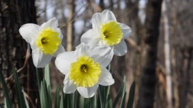 Narcissus pseudonarcissus, vahşi nergis, Lent lily, İtalya