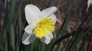Narcissus pseudonarcissus, vahşi nergis, Lent lily, İtalya