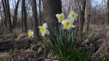 Narcissus pseudonarcissus, vahşi nergis, Lent lily, İtalya