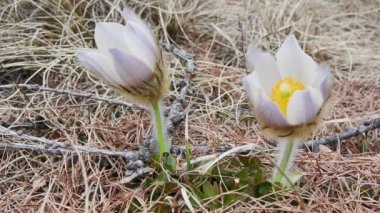 Pulsatilla, Pulsatilla alpina, alp, çiçekler rüzgar tarafından taşındı