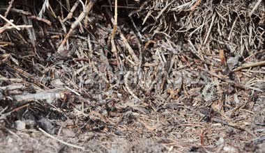 Karınca, kırmızı karınca, Formica rufa, ahşap karınca, yeraltı, yapay karınca tepesi, saz-höyük karınca, kızıl ahşap karınca, güney ahşap karınca, at karınca, karınca, kırmızı karınca, karınca yuvası, yetişkin, işçi, pupa, pupa, ahşap, Gran Paradiso Milli Parkı, Cogne, Valnontey, 