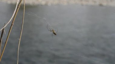 Nehir kenarında ağ ören örümcek