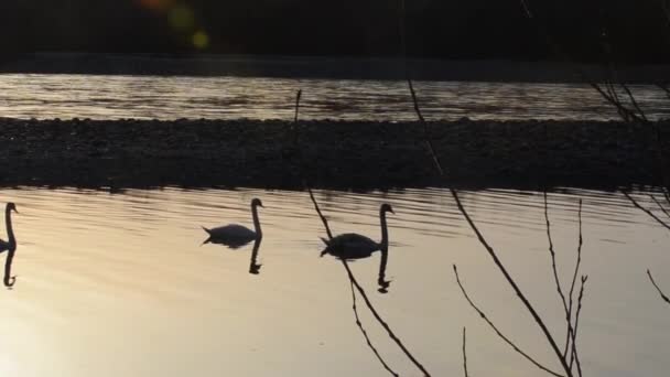 Cigni Tramonto Nel Fiume Ticinio Italia — Video Stock