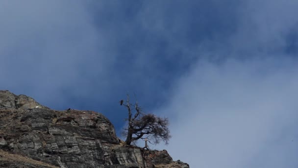 Adler Auf Einem Toten Baum Mit Wolken — Stockvideo