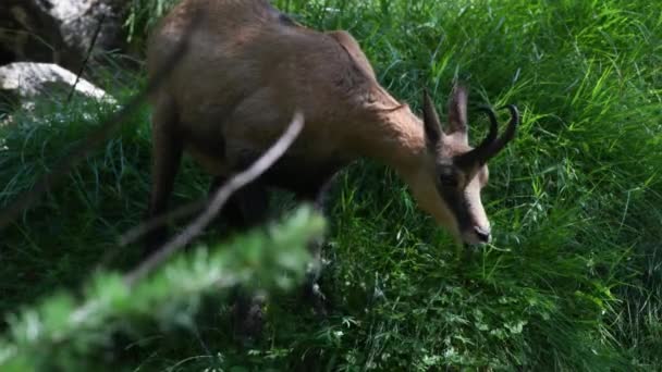 Rupicapra Rupicapra Chamois Eten Zoeken Naar Voedsel Zomer — Stockvideo