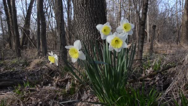 Narcissus Pseudonarcissus Narciso Salvaje Lirio Cuaresmal Italia — Vídeos de Stock