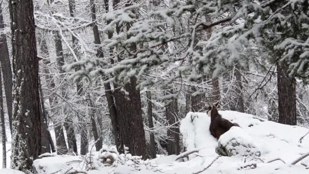 Hout Sneeuw Gemzen Sneeuw Ijs Kou Bevriezing Bomen — Stockvideo