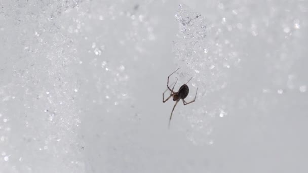 Spinne Bewegt Sich Auf Schnee — Stockvideo