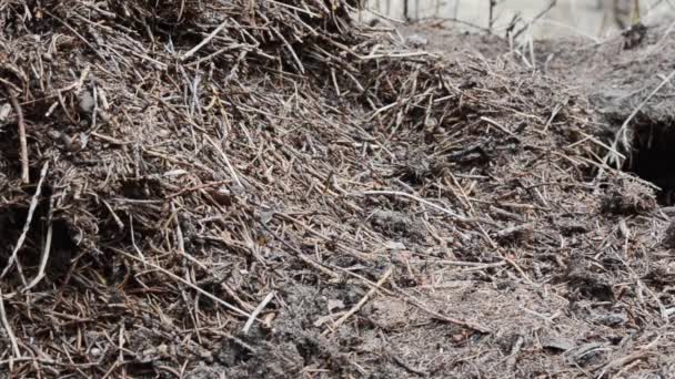 红蚂蚁 福米卡鲁法 出在大帕拉迪索国家公园的蚂蚁山 — 图库视频影像