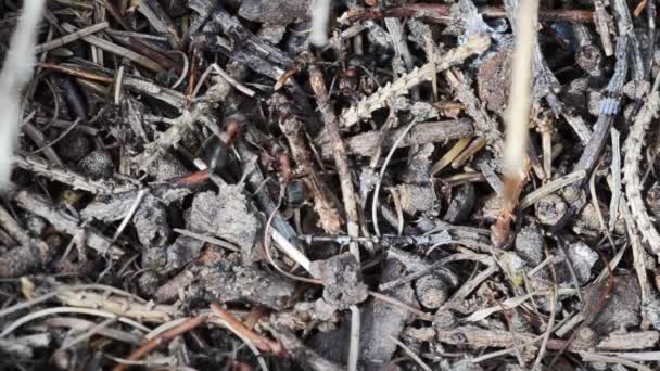 Ameise Rote Ameise Formica Rufa Waldameise Untergrund Künstlicher Ameisenhaufen Strohhügelameise — Stockvideo