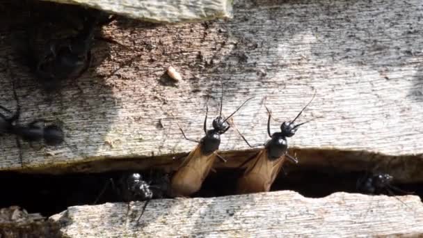 Camptonotus Manlig Och Arbetare — Stockvideo