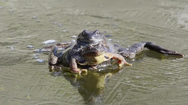 Rana Temporaria Rana Montagna Accoppiamento — Video Stock