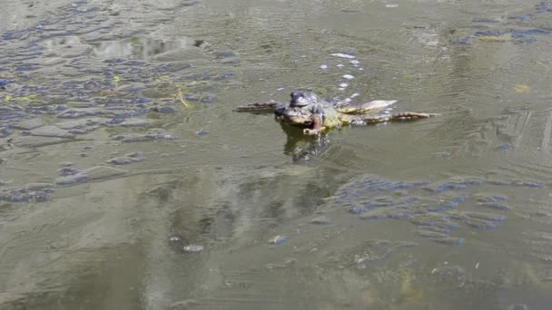 Rana Temporaria Dağ Kurbağası — Stok video