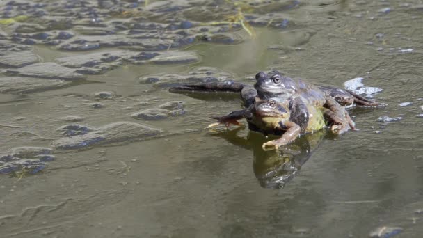 Rana Temporaria Dağ Kurbağası — Stok video