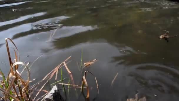 Bufo Sapo Sapo Comum Anphibian Macho Água Nadar Flutuar — Vídeo de Stock