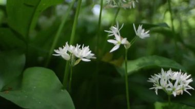 Ramsons, Bear 's sarımsak, Allium Ursinum, Allium ucrainicum, Alliaceae, bitkiler, bitki, çiçek, peyzaj, Monza Parkı, Monza, Lombardia, Italya,