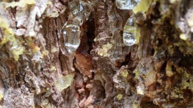 Doğal kahverengi arkaplanı kapat