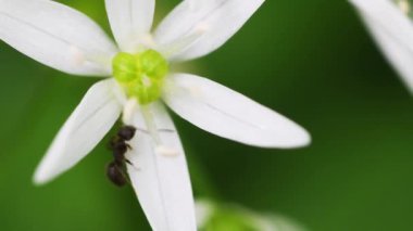 Ramsons, Bear 's sarımsak, Allium Ursinum, Allium ucrainicum, Alliaceae, bitkiler, bitki, çiçek, peyzaj, Monza Parkı, Monza, Lombardia, Italya,