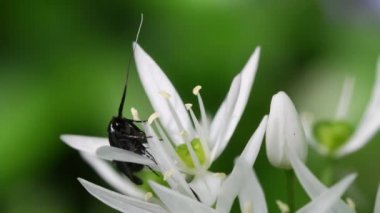 Ramsons, Bear 's sarımsak, Allium Ursinum, Allium ucrainicum, Alliaceae, bitkiler, bitki, çiçek, peyzaj, Monza Parkı, Monza, Lombardia, Italya,