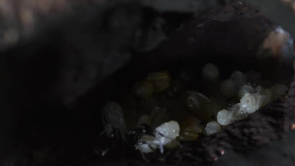 Ameisen Und Puppen Unterholz Lasius Künstlicher Ameisenhaufen — Stockvideo