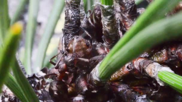 Fourmis Formica Rufa Pucerons Sur Pinus Cembra — Video