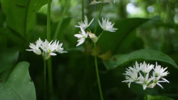 Ramsons Bear Garlic Allium Ursinum Allium Ucrainicum Alliaceae Plantas Planta — Vídeo de Stock