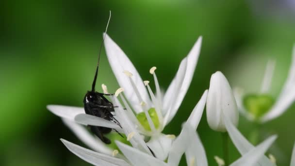 Daslook Bear Knoflook Allium Ursinum Allium Ucrainicum Alliaceae Planten Plant — Stockvideo