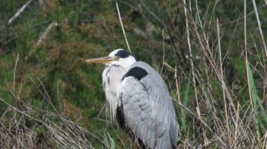 Gri ot, ot, Ardea cinerea, yuva, kuş, ekran, Camargue, Fransa,