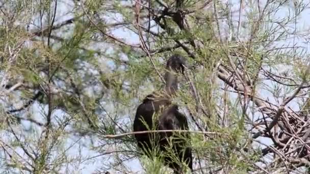 Lesklá Ibis Plegadis Falcinellus Hnízdě Camargumentu Francie — Stock video