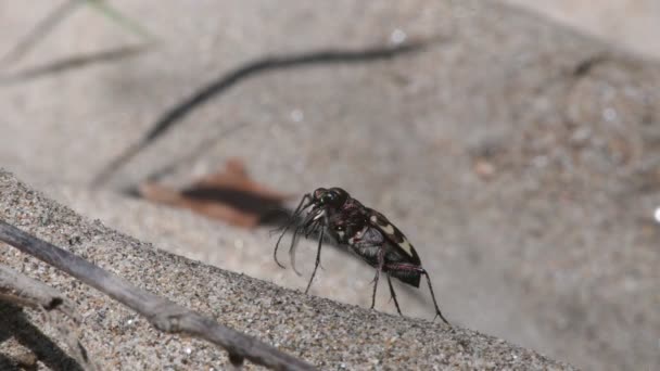 Escarabajo Tigre Cicindela Cicindela Majalis Orilla Arena Del Río Insecto — Vídeos de Stock