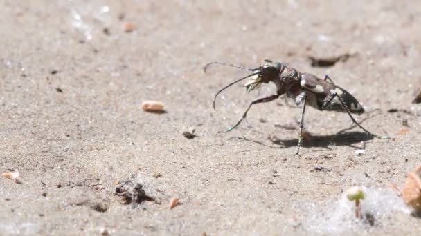 Тигровый Жук Cicindela Cicindela Majalis Песчаный Берег Реки Насекомое Coleoptera — стоковое видео