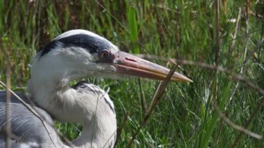 Gri balıkçıl, balıkçıl, Ardea Cinerea, kuş, Camargue, Fransa,