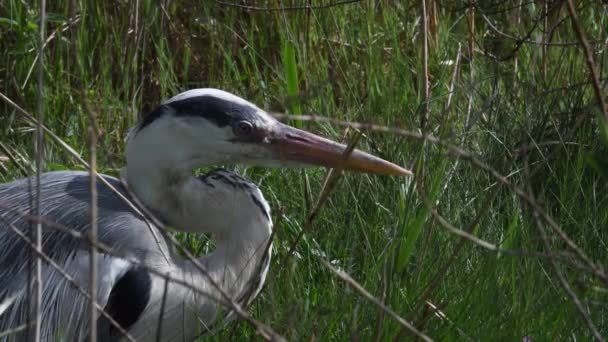 Мембрана Серая Цапля Цапля Ardea Cinerea Птица Камарг Франция — стоковое видео