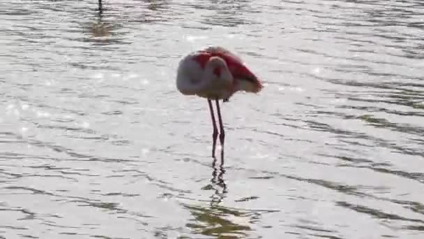 Flamingo Mai Mare Phoenicopterus Roseus Mișcă Aripi Într Iaz Pasăre — Videoclip de stoc